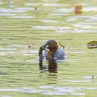 Zwergtaucher mit Beute