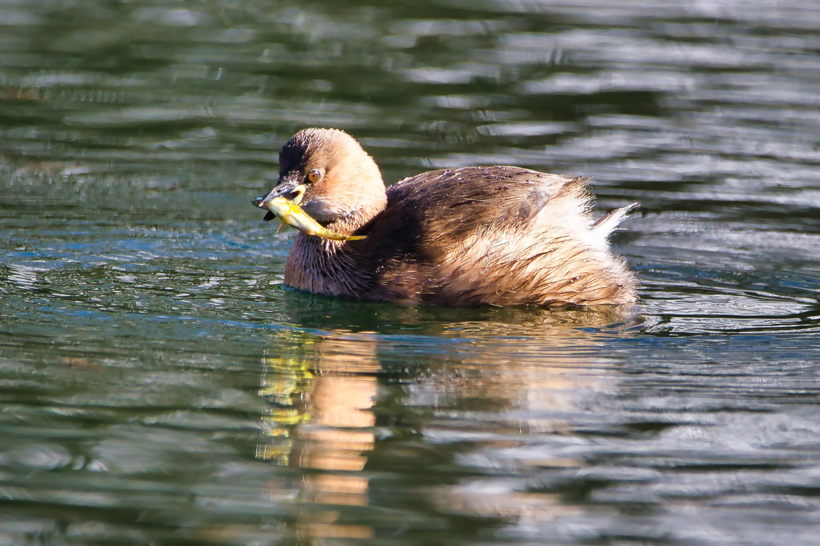 Zwergtaucher mit Beute III