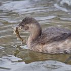 Zwergtaucher mit erbeuteter Schmerle