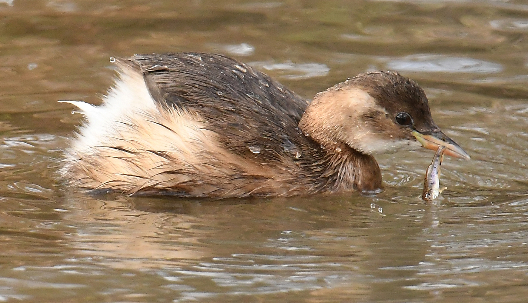 Zwergtaucher mit Fisch