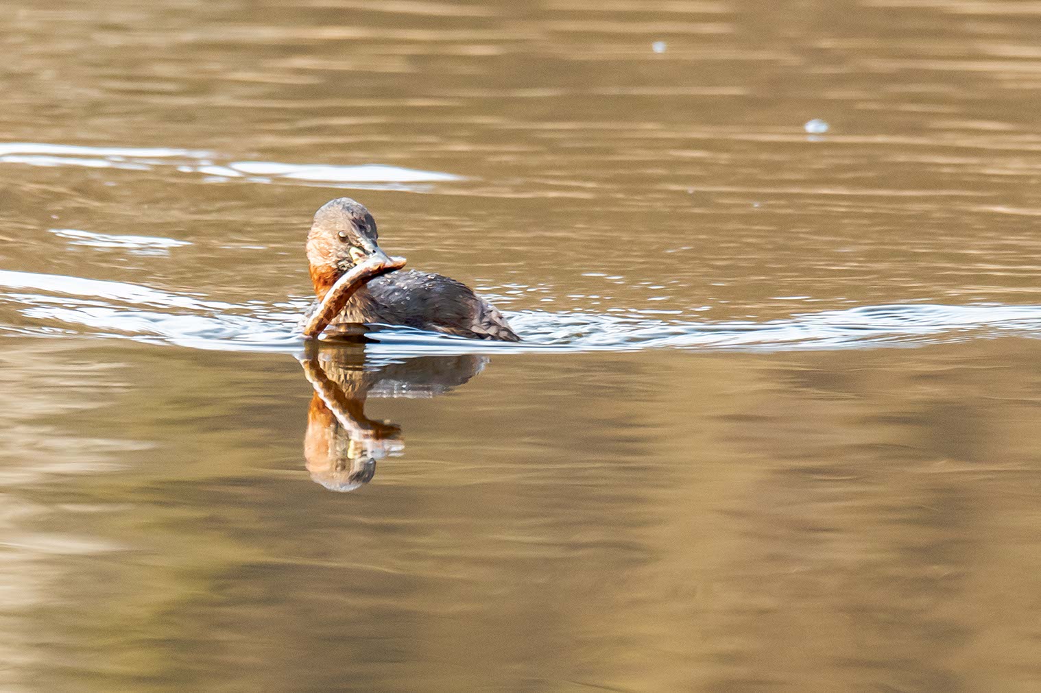 Zwergtaucher mit Fisch