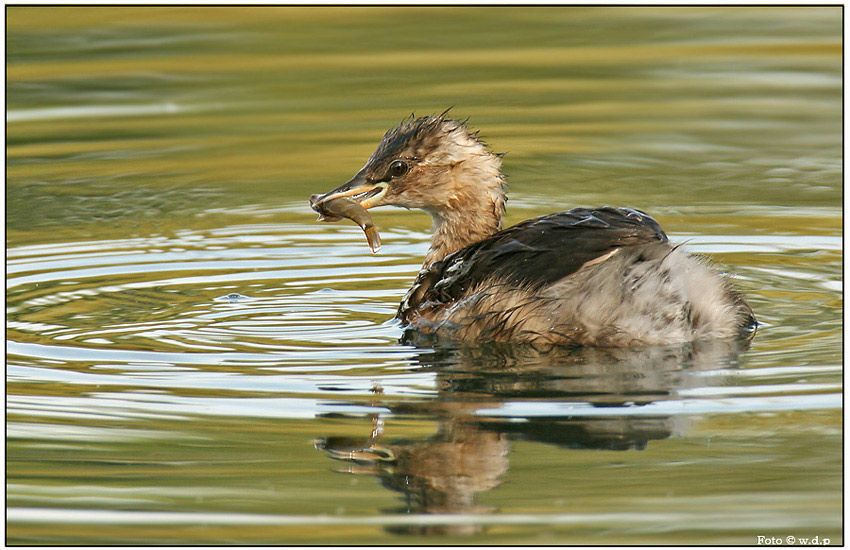 Zwergtaucher mit Fisch