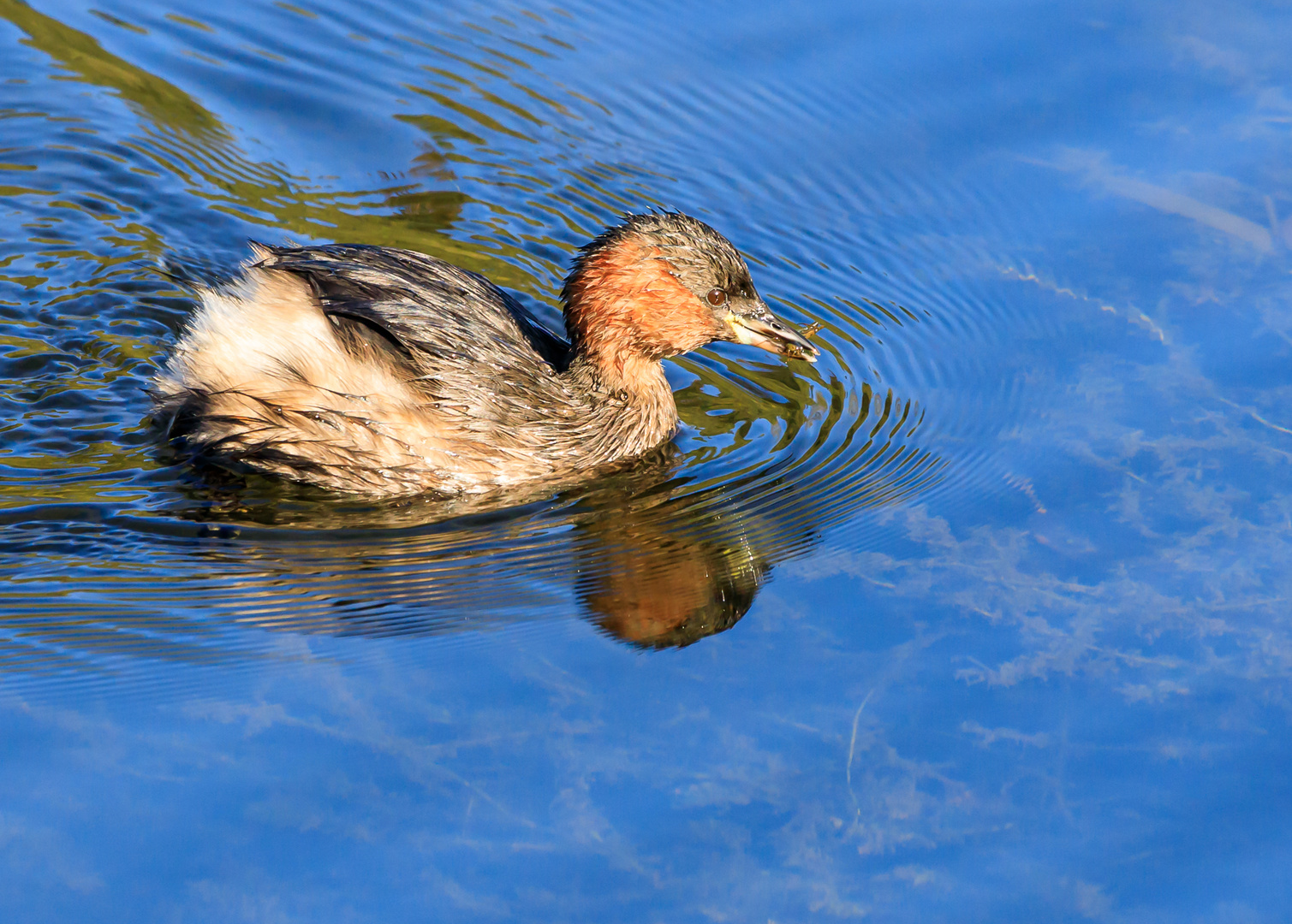 Zwergtaucher mit Futter für den Nachwuchs (Tachybaptus ruficollis)