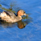 Zwergtaucher mit Futter für den Nachwuchs (Tachybaptus ruficollis)