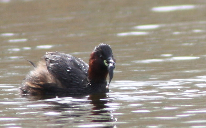 Zwergtaucher mit gefangenen Fisch