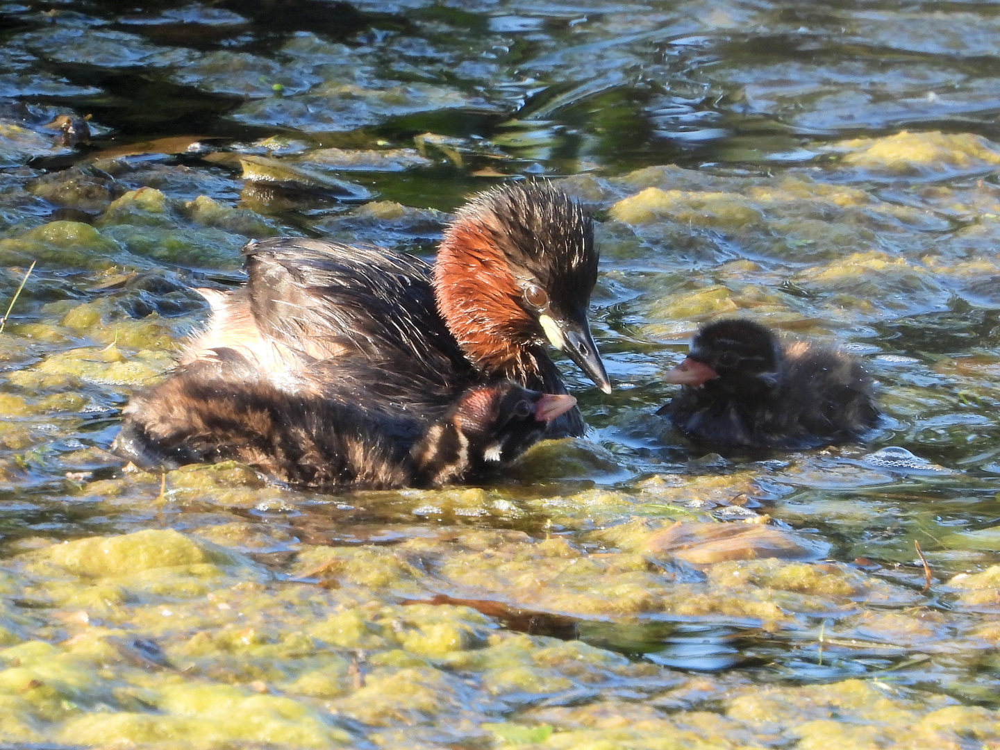 Zwergtaucher mit Jungen