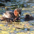 Zwergtaucher mit Jungen