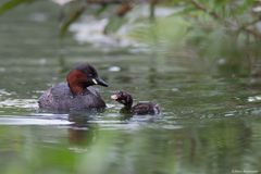 Zwergtaucher mit Küken