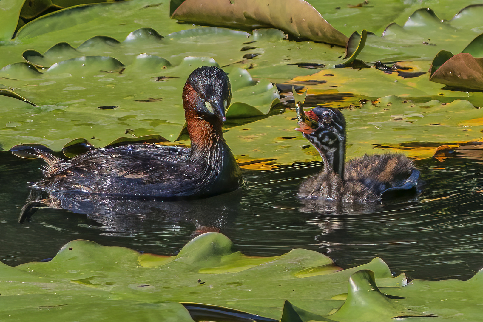 Zwergtaucher mit Küken