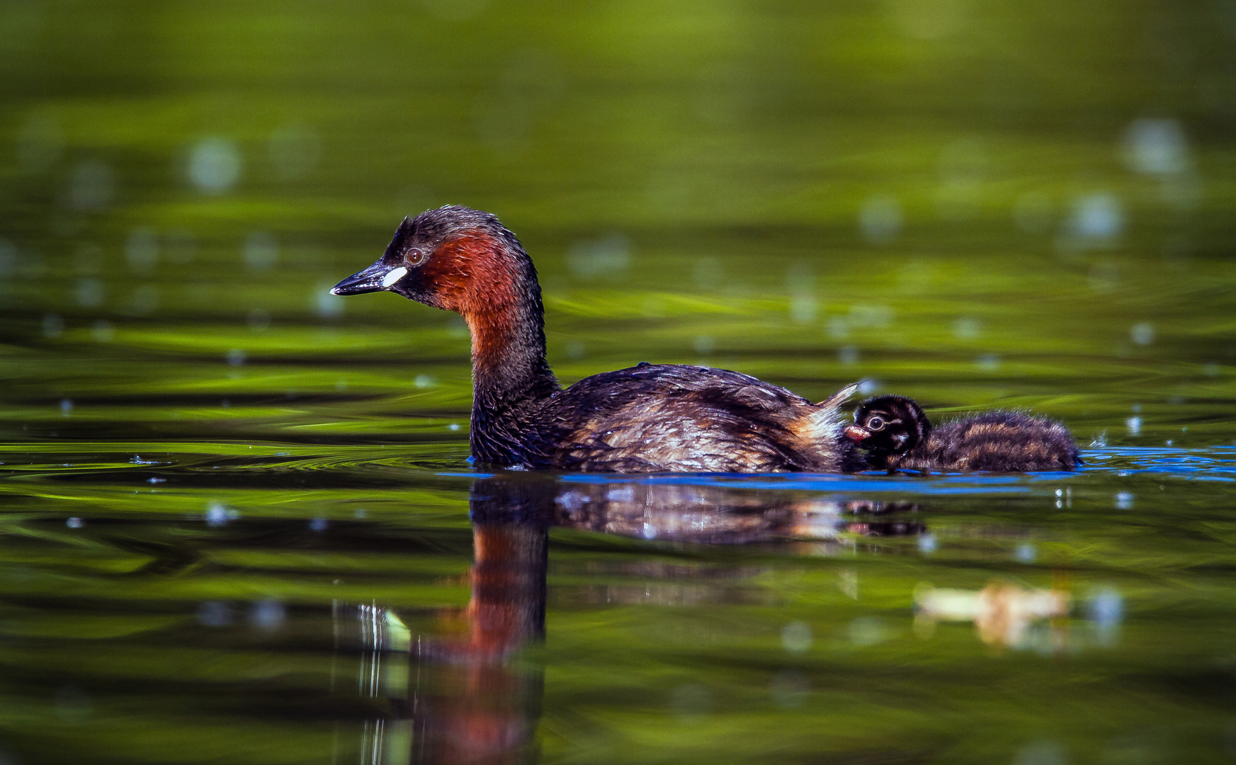 Zwergtaucher mit Küken ((Tachybaptus ruficollis)