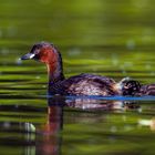 Zwergtaucher mit Küken ((Tachybaptus ruficollis)