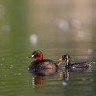 Zwergtaucher mit Nachwuchs