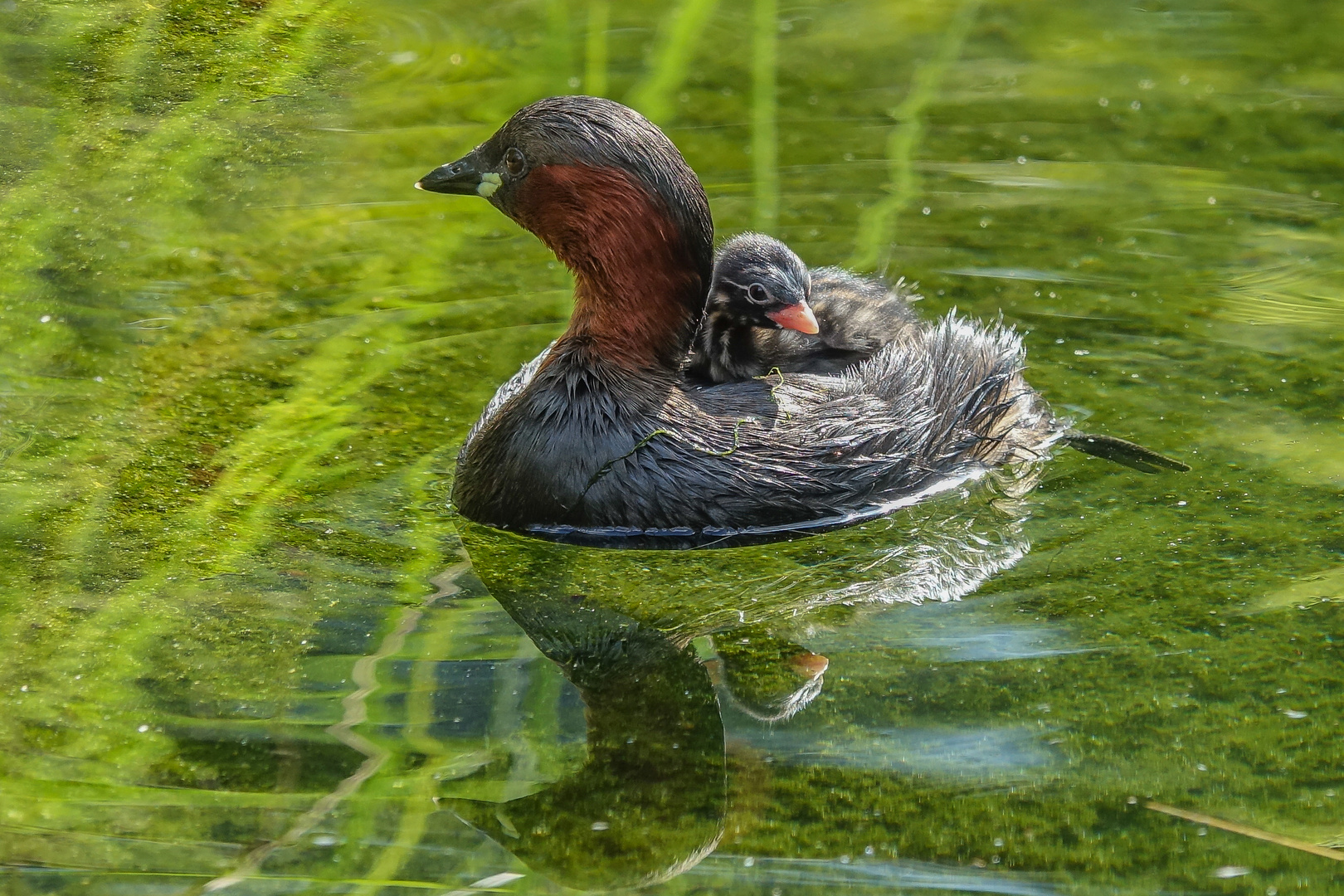 Zwergtaucher mit Nachwuchs