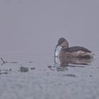 Zwergtaucher mit Plötze