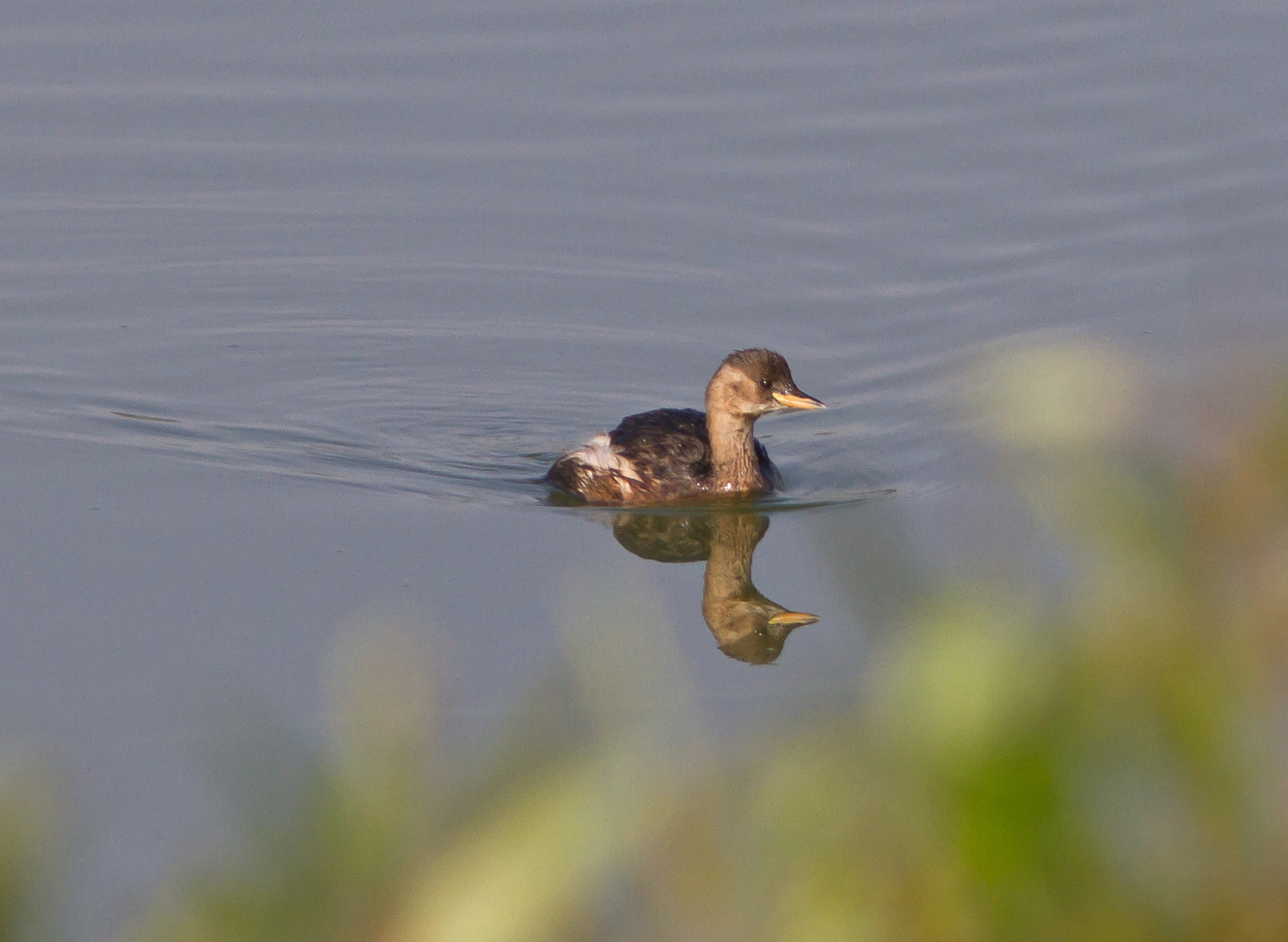 Zwergtaucher mit Spiegelbild