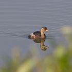 Zwergtaucher mit Spiegelbild