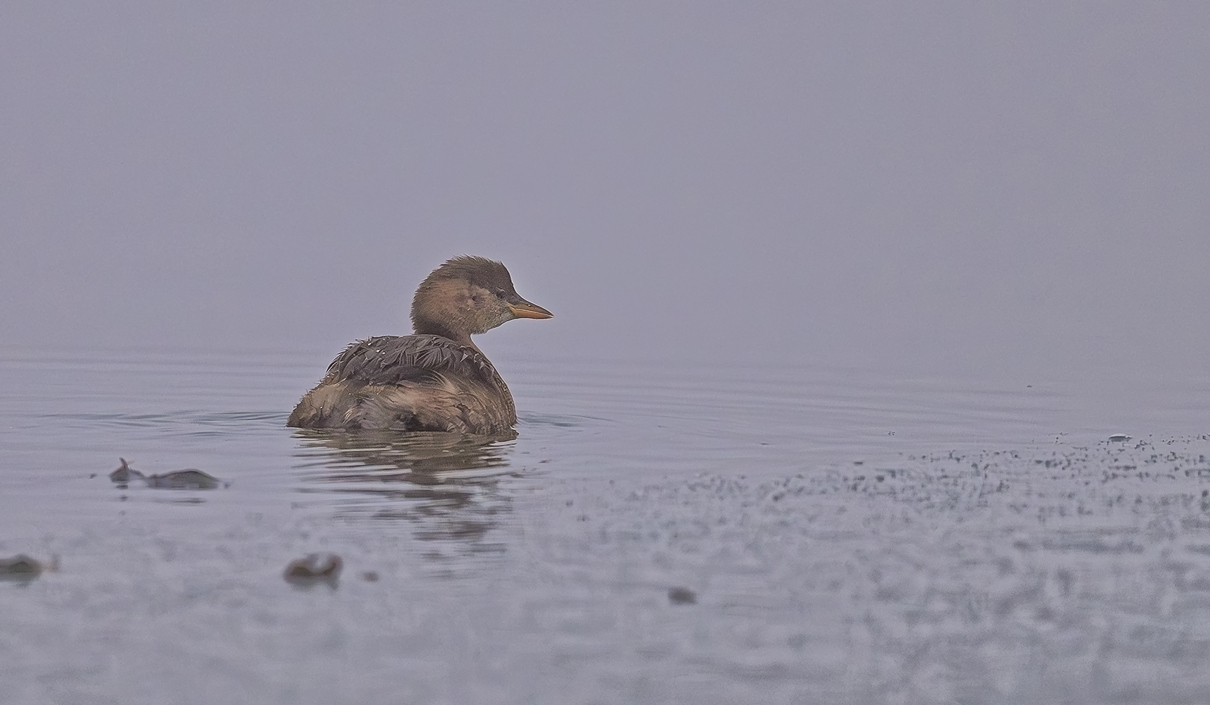 Zwergtaucher oder Duckentschen