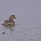 Zwergtaucher oder Duckentschen