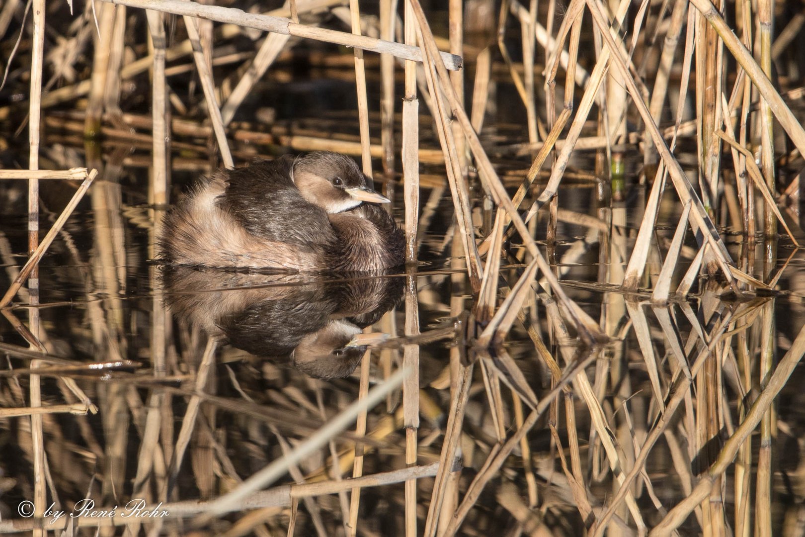 Zwergtaucher Spiegelbild