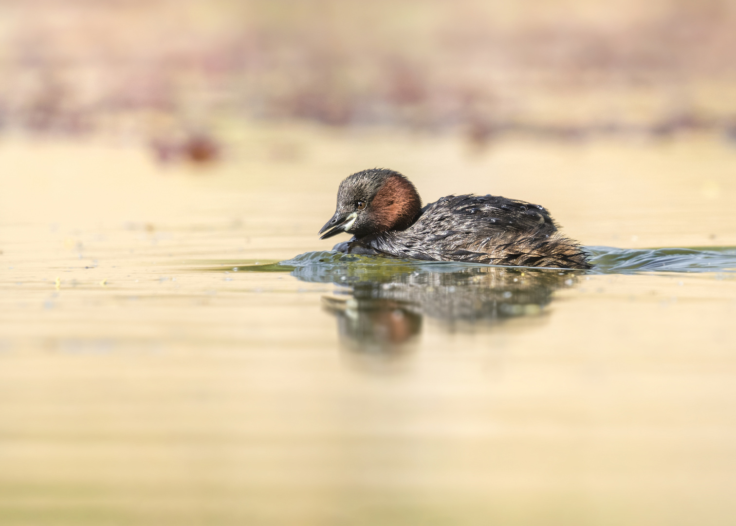  Zwergtaucher (Tachybaptus ruficollis)