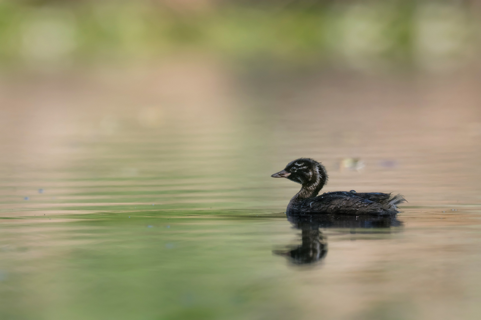 Zwergtaucher (Tachybaptus ruficollis) 