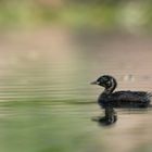 Zwergtaucher (Tachybaptus ruficollis) 