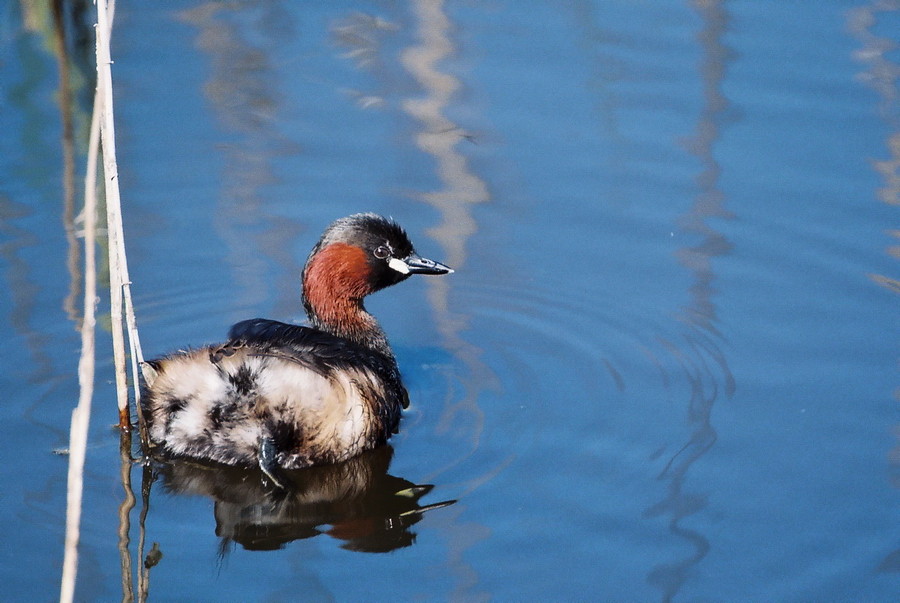 Zwergtaucher (Tachybaptus ruficollis)