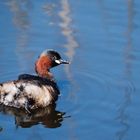 Zwergtaucher (Tachybaptus ruficollis)