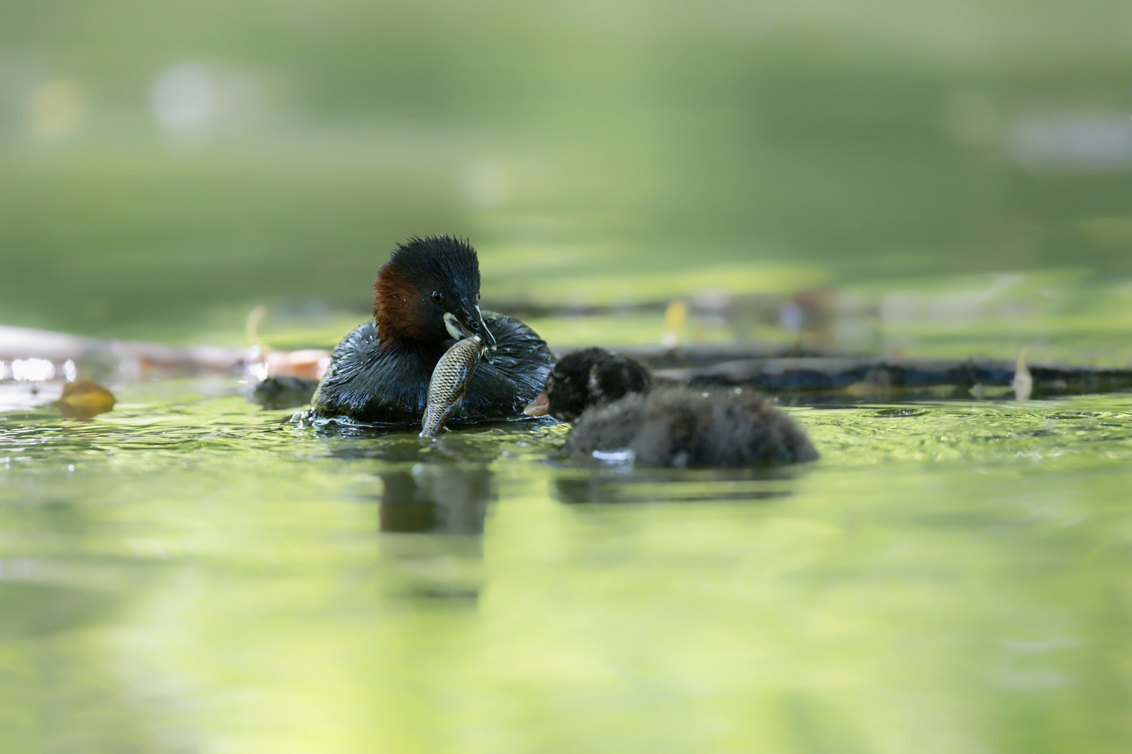 Zwergtaucher (Tachybaptus ruficollis)