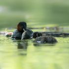 Zwergtaucher (Tachybaptus ruficollis)