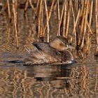 Zwergtaucher  -  Tachybaptus ruficollis