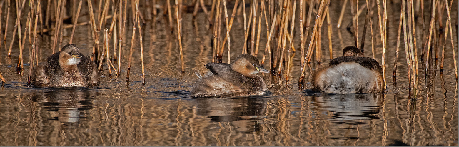 Zwergtaucher  -  Tachybaptus ruficollis