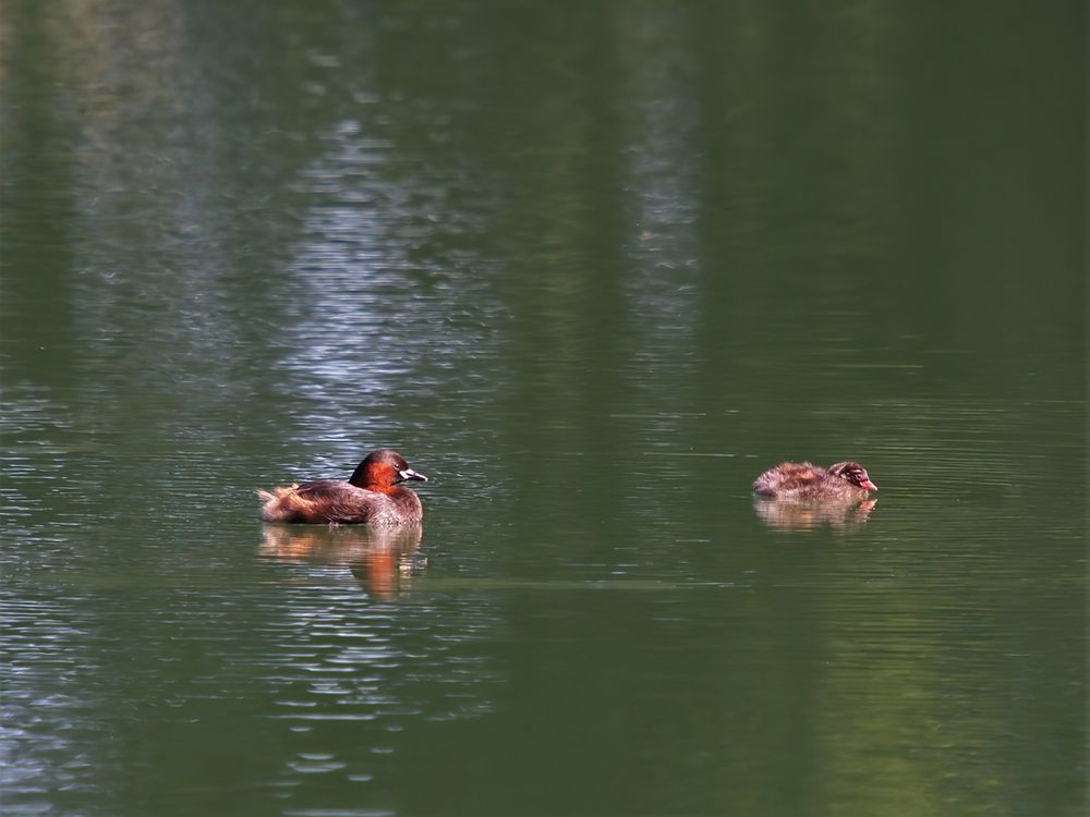  Zwergtaucher (Tachybaptus ruficollis)