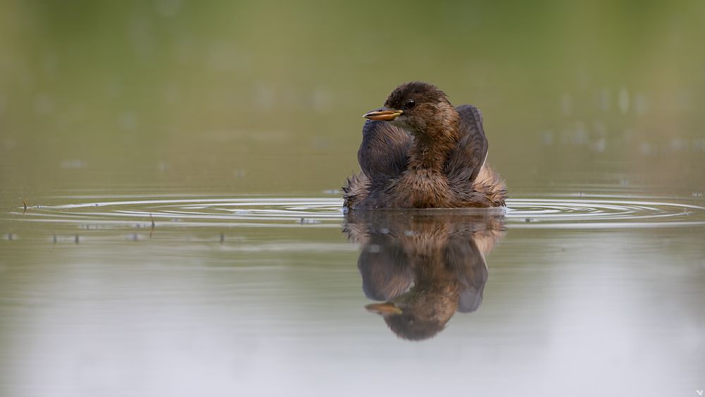  Zwergtaucher | Tachybaptus ruficollis