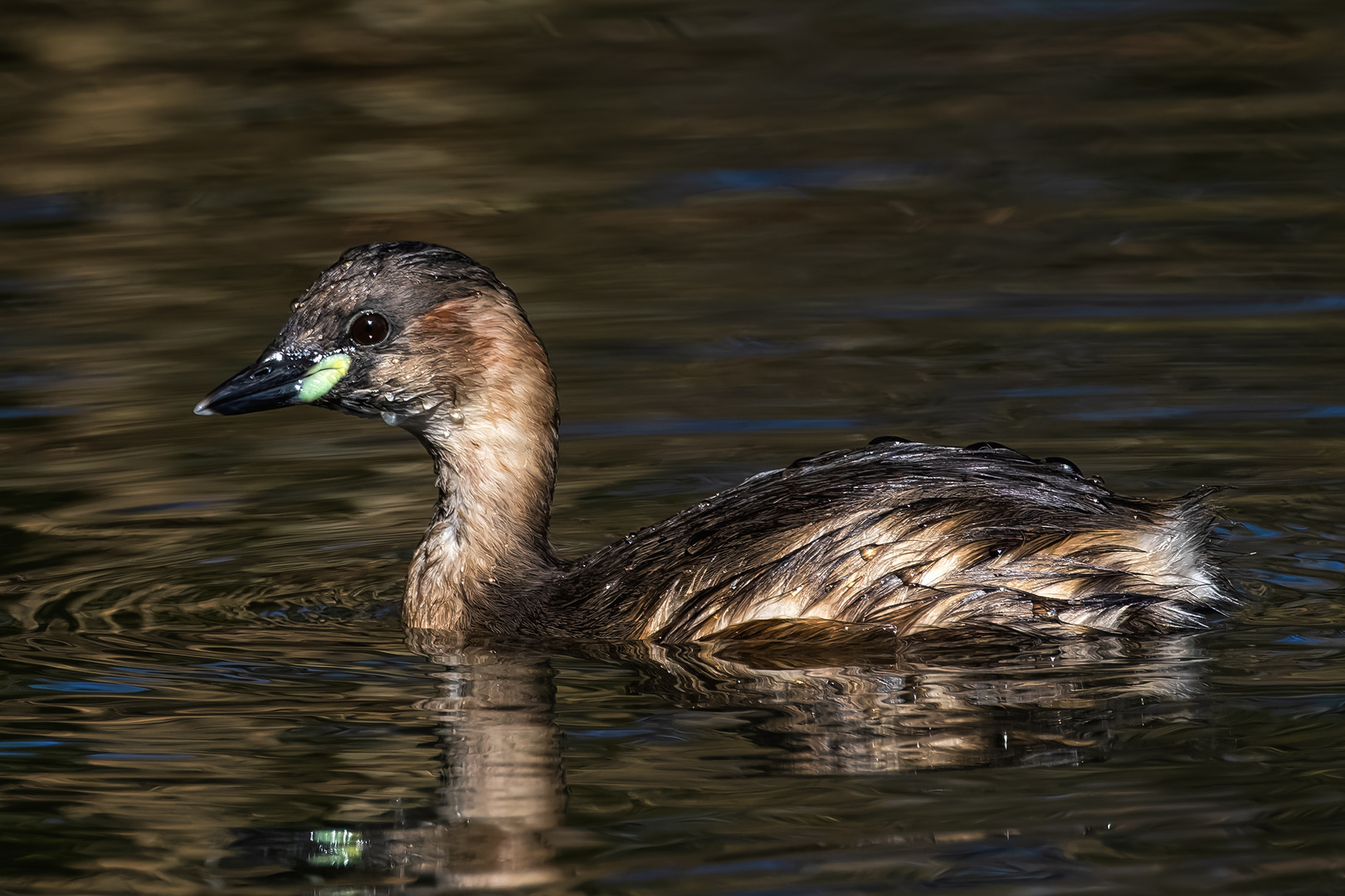  Zwergtaucher (Tachybaptus ruficollis)