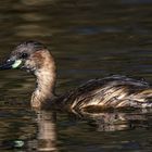  Zwergtaucher (Tachybaptus ruficollis)