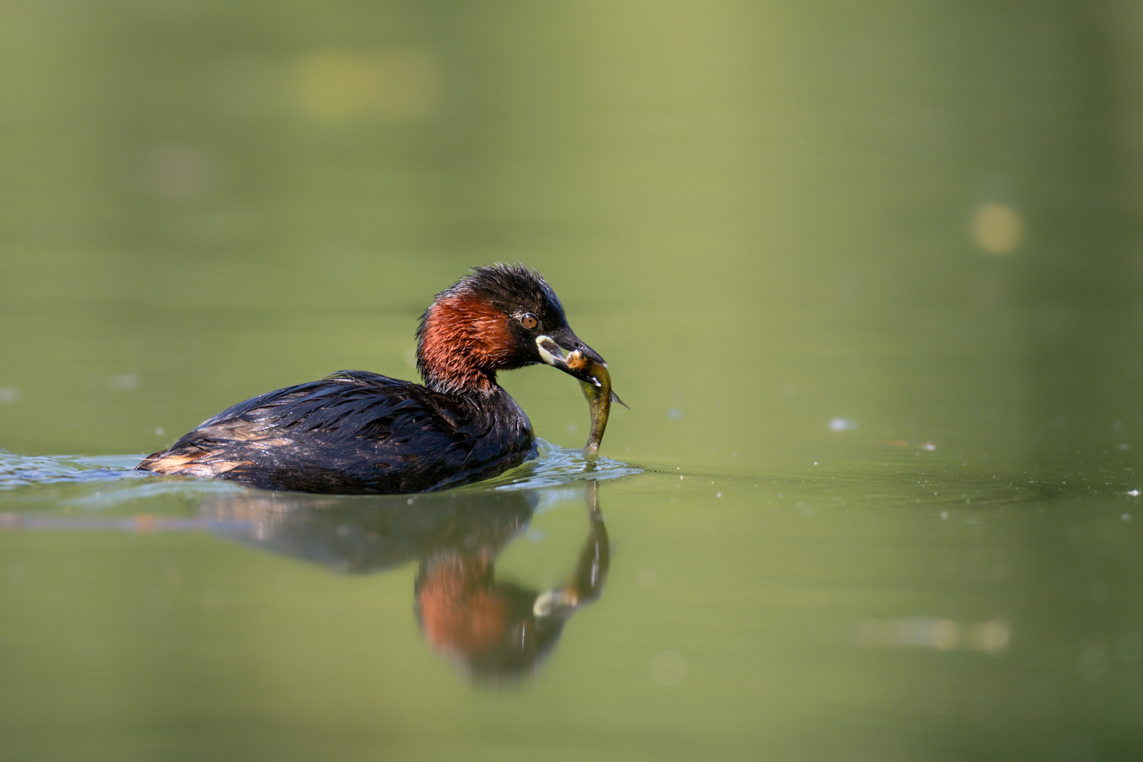 Zwergtaucher (Tachybaptus ruficollis)