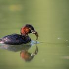 Zwergtaucher (Tachybaptus ruficollis)