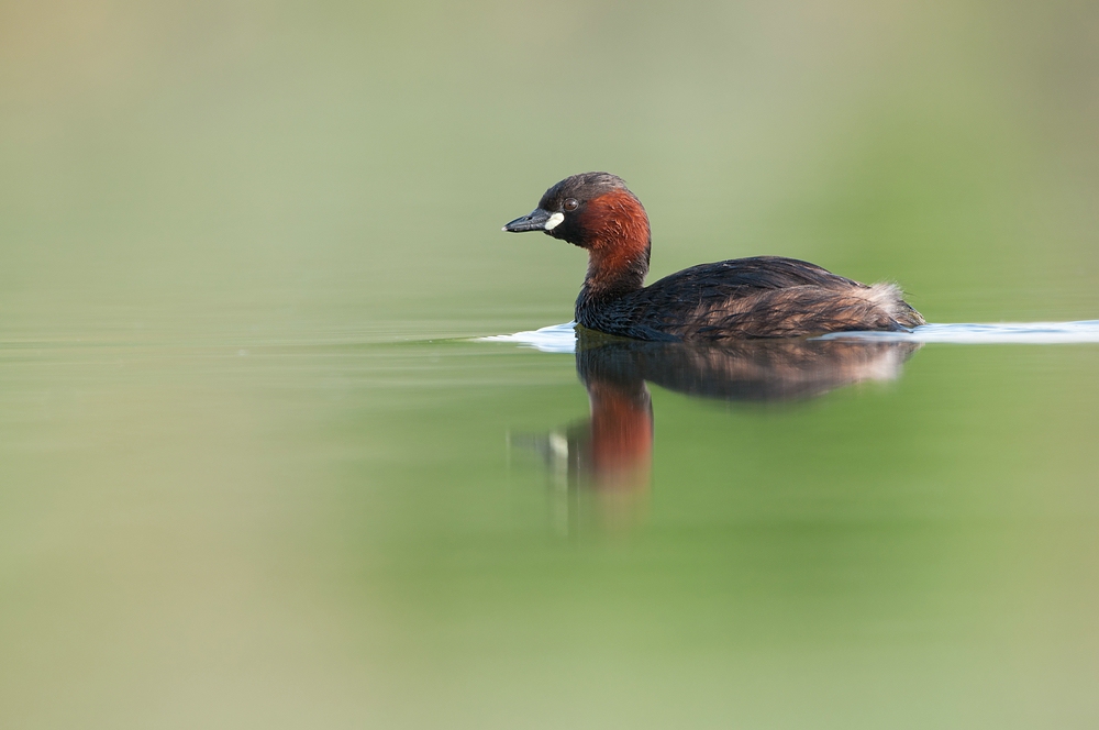 Zwergtaucher (Tachybaptus ruficollis)