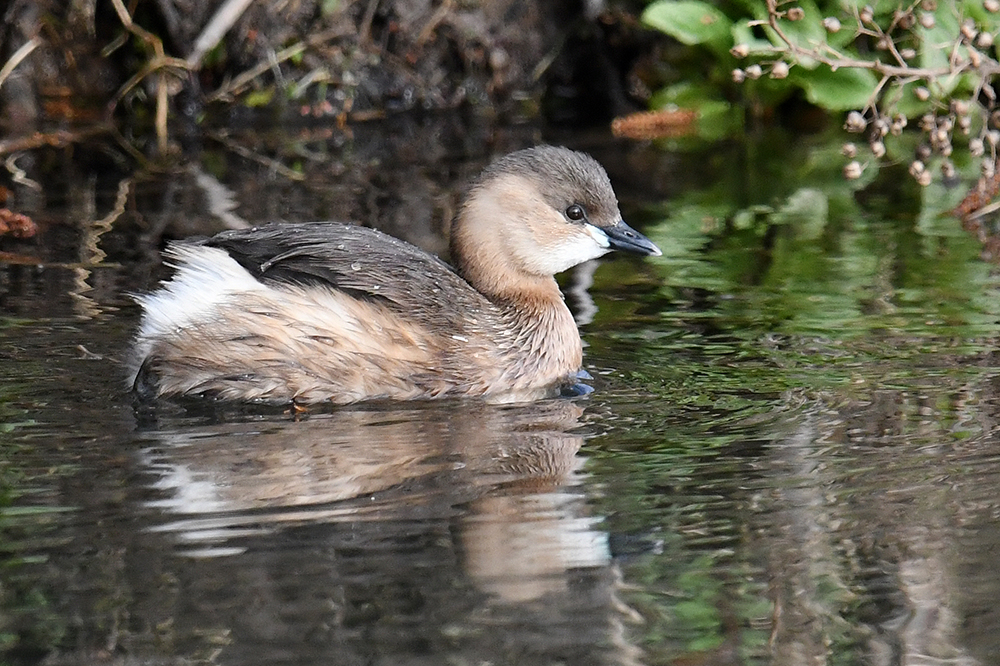 Zwergtaucher (Tachybaptus ruficollis)