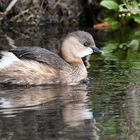 Zwergtaucher (Tachybaptus ruficollis)