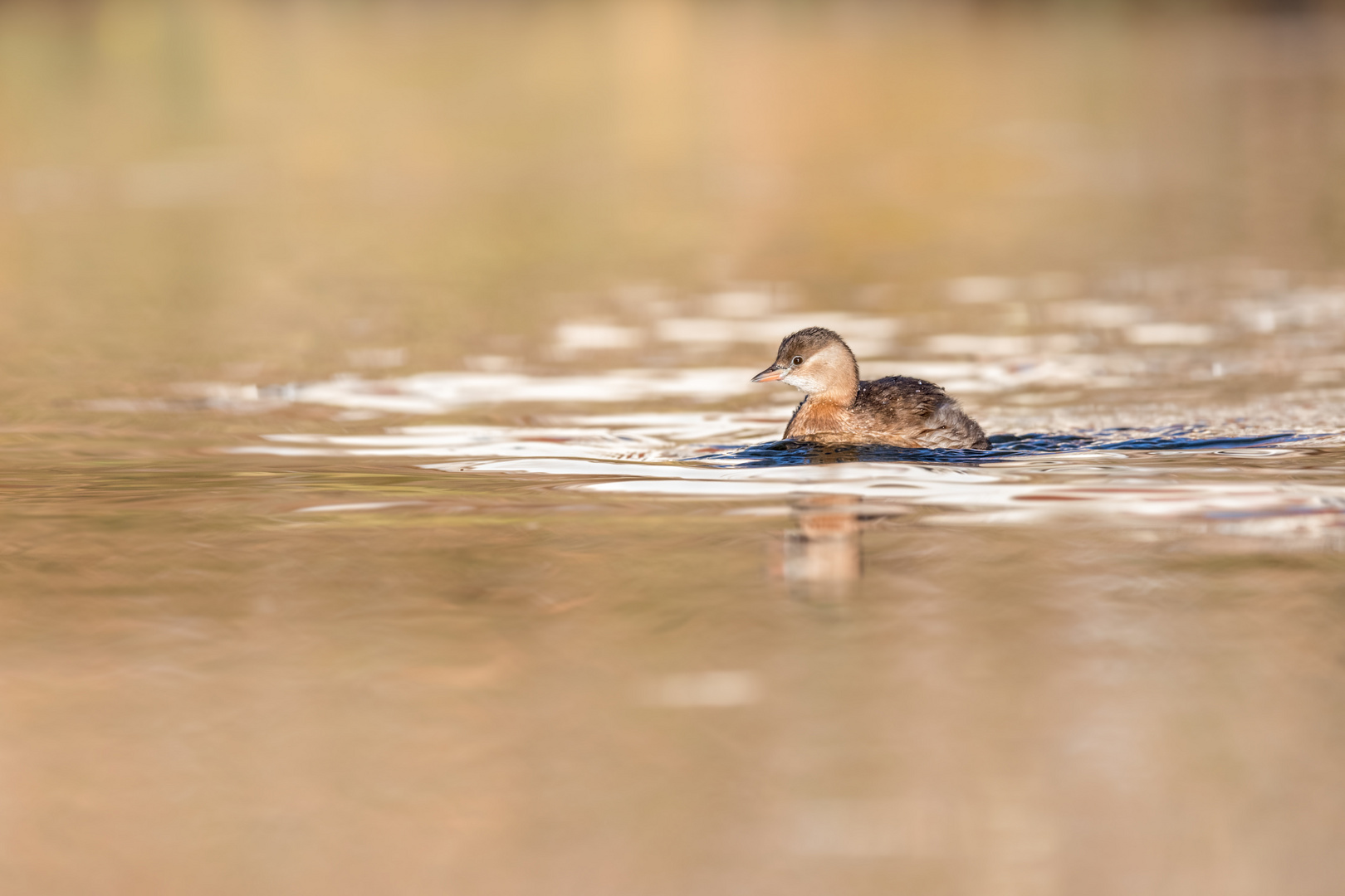 Zwergtaucher (Tachybaptus ruficollis) 