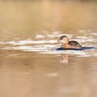 Zwergtaucher (Tachybaptus ruficollis) 