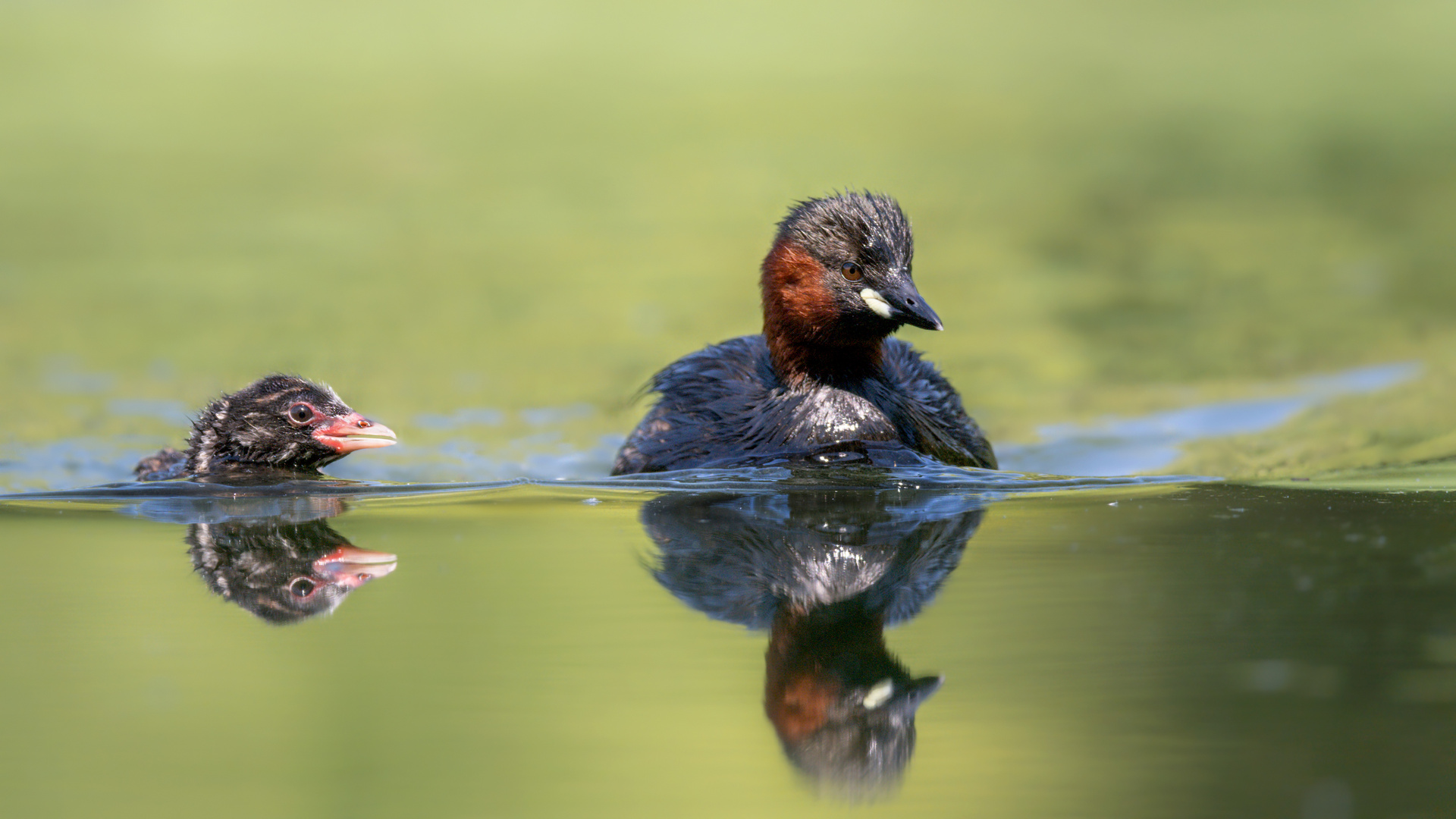 Zwergtaucher (Tachybaptus ruficollis)