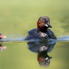 Zwergtaucher (Tachybaptus ruficollis)