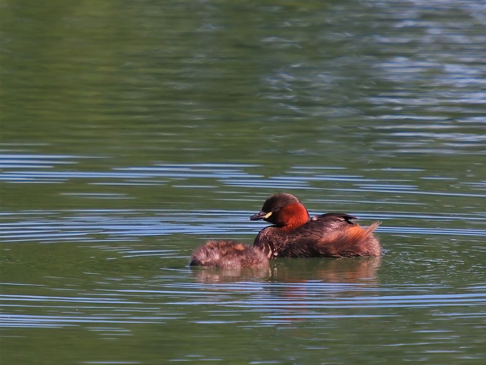  Zwergtaucher (Tachybaptus ruficollis)