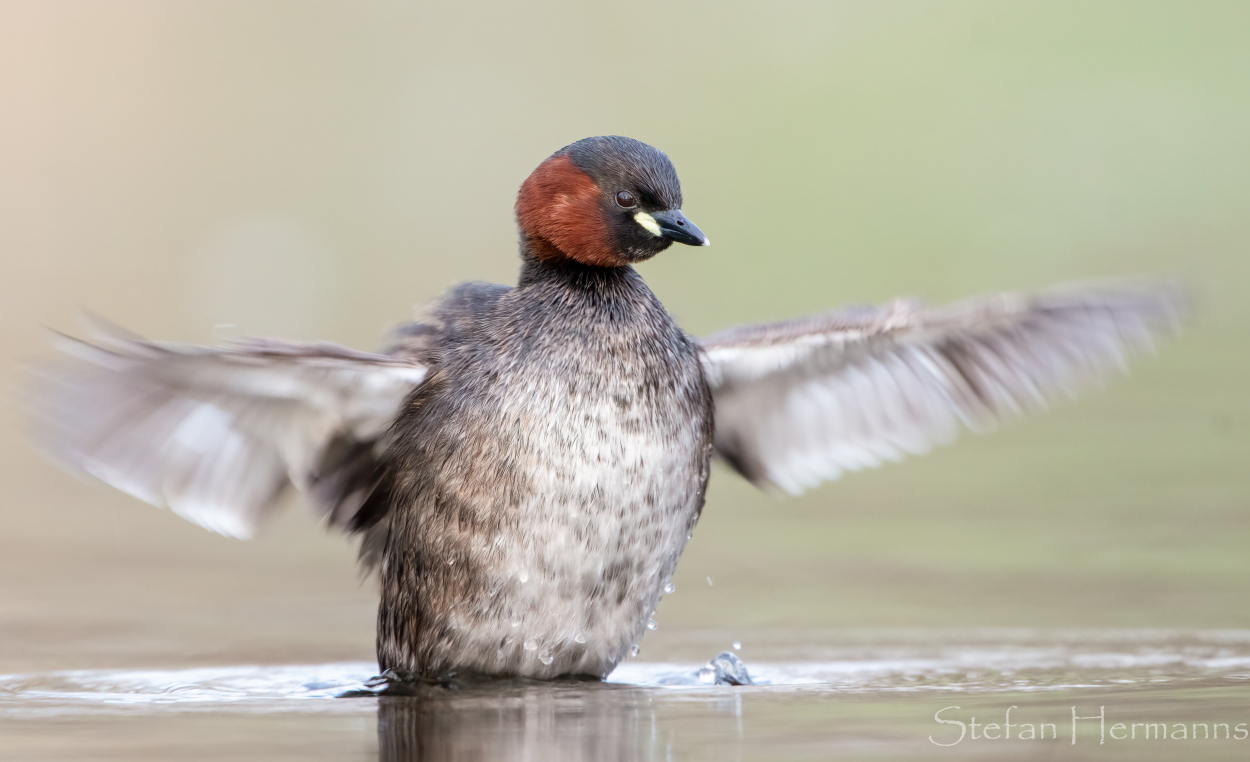 Zwergtaucher (Tachybaptus ruficollis)