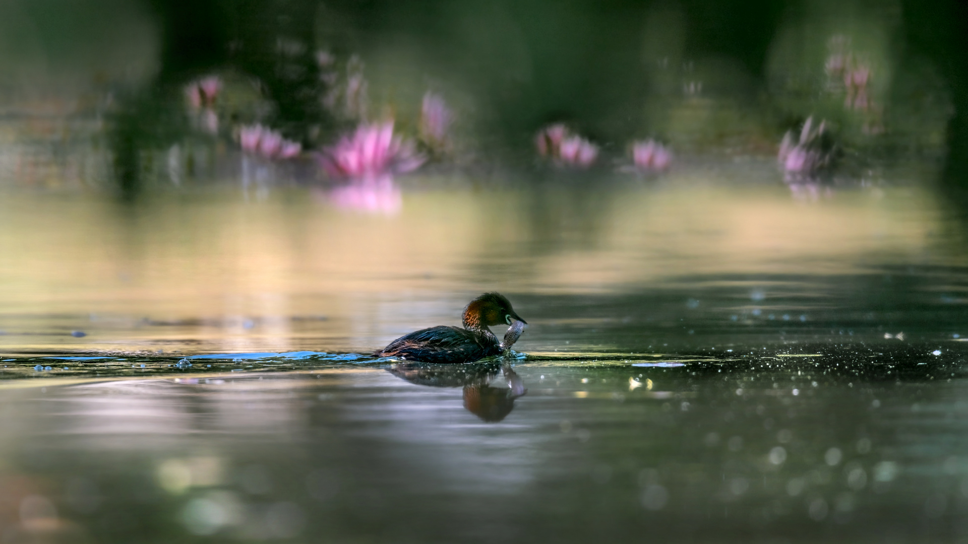 Zwergtaucher (Tachybaptus ruficollis)