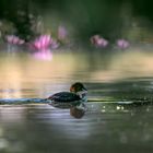 Zwergtaucher (Tachybaptus ruficollis)