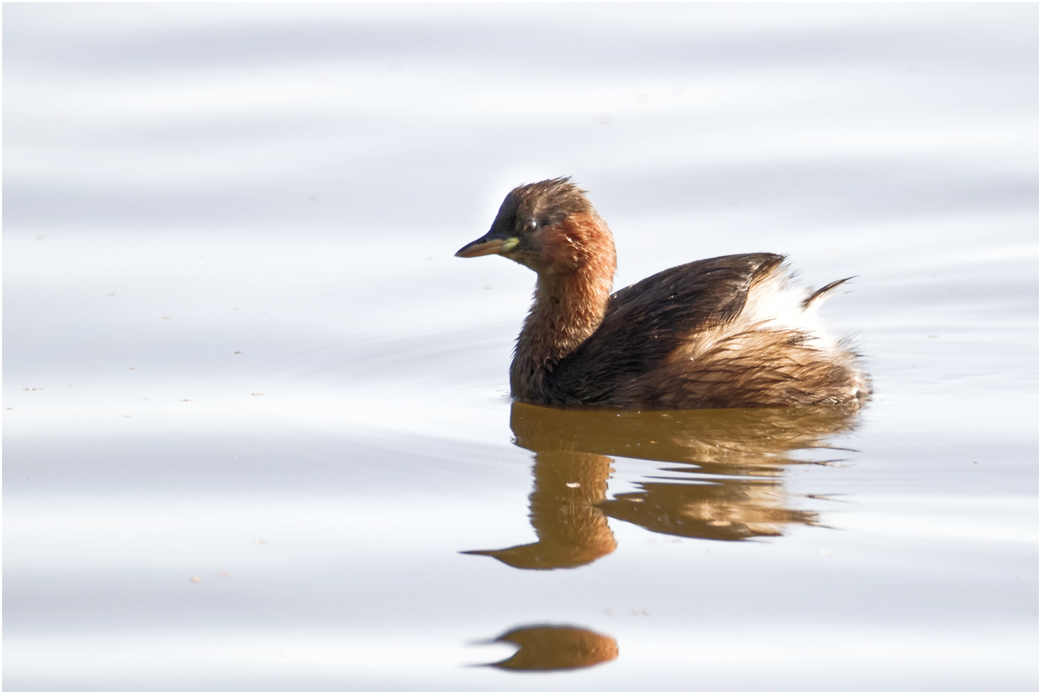 Zwergtaucher (Tachybaptus ruficollis)